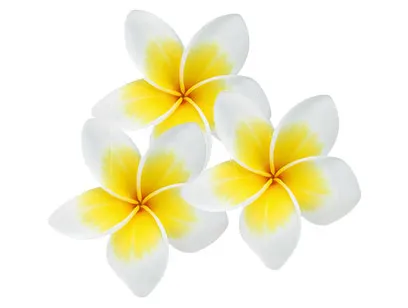 フランジュパニ